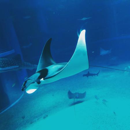 イトマキエイの繁殖に関する論文が出版されました！ | 海遊館の舞台