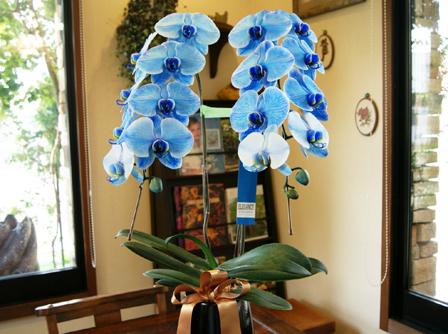 青い胡蝶蘭『ブルーエレガンス』 通販 花樹有（かじゅある） 商品詳細