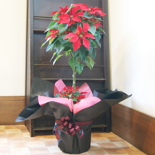 クリスマス ポインセチアを飾ろう！贈ろう！インターネット通販花屋