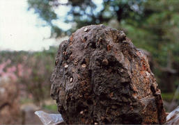 桜石｜観る｜ぶらり亀岡 亀岡市観光協会