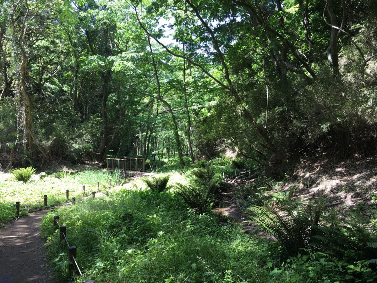 小網代の森【三浦市】｜体験・観光スポット ｜【公式】神奈川県の