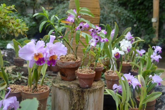 フラワーだより｜ 小田原フラワーガーデン