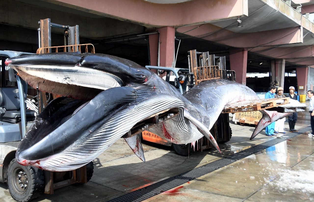 クジラ水揚げ 横須賀・長井漁港 | 社会 | カナロコ by 神奈川新聞