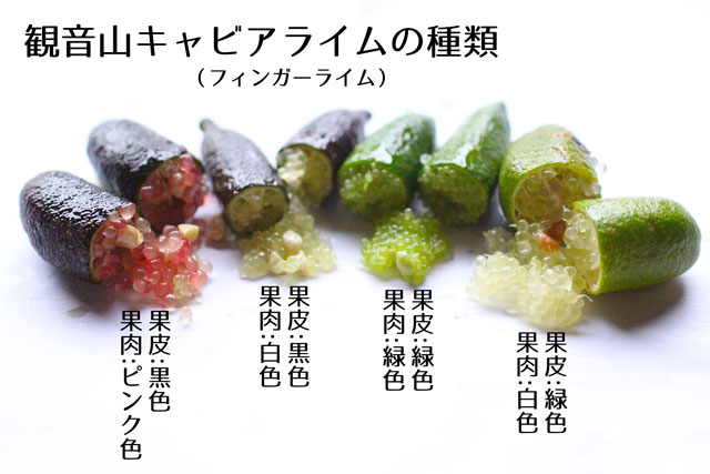 フィンガーライム 国産フィンガーライム 和歌山 観音山フルーツ