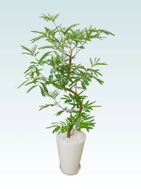 エバーフレッシュ(陶器鉢植込み、ラウンドタイプ白色) スタイリッシュ