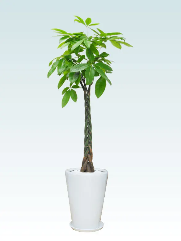 パキラ（陶器鉢、ラウンドタイプ白色）Lサイズ/観葉植物の販売、通販の