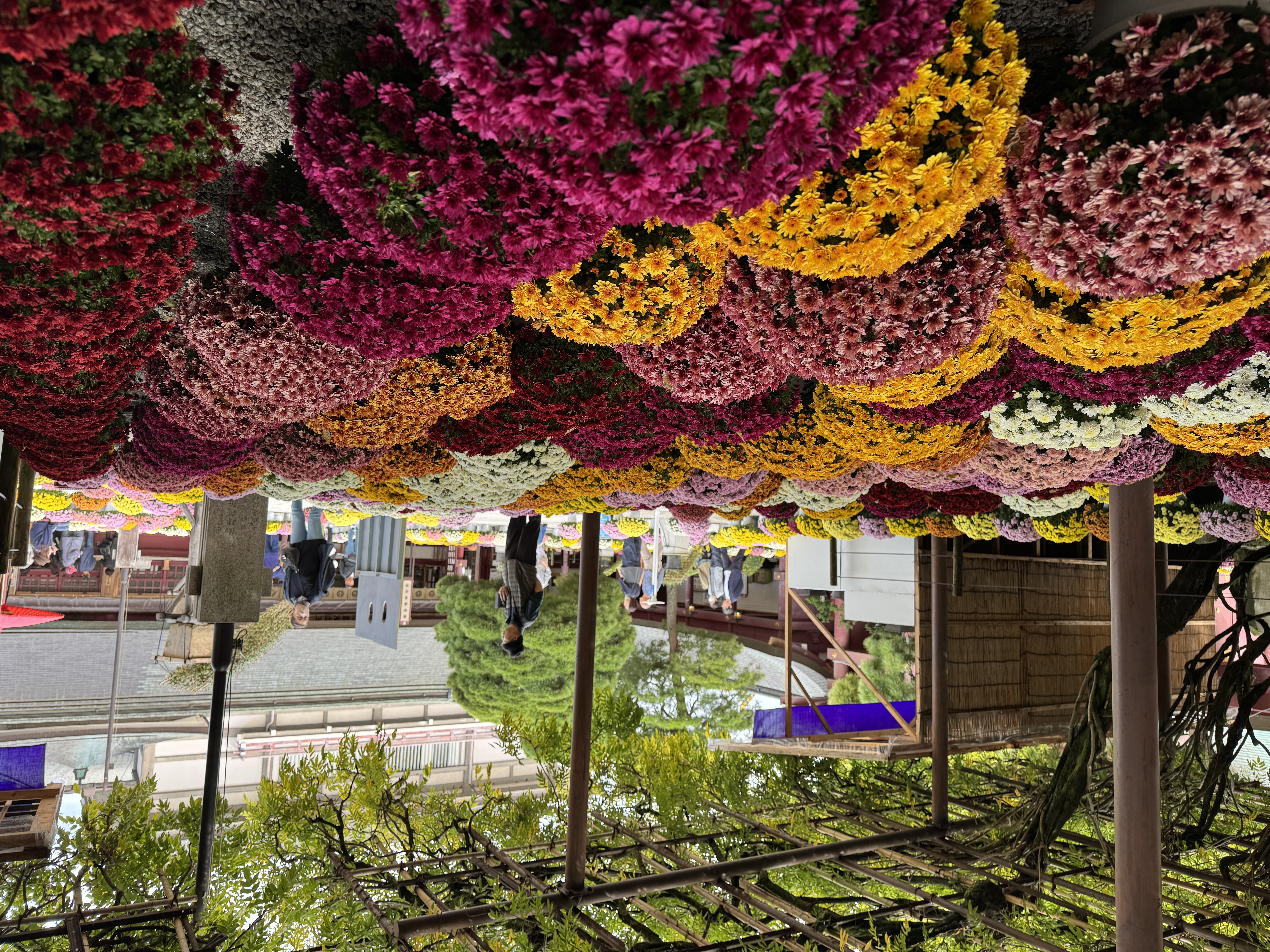 開花状況 2025年11月1日 | 笠間観光協会公式ホームページ