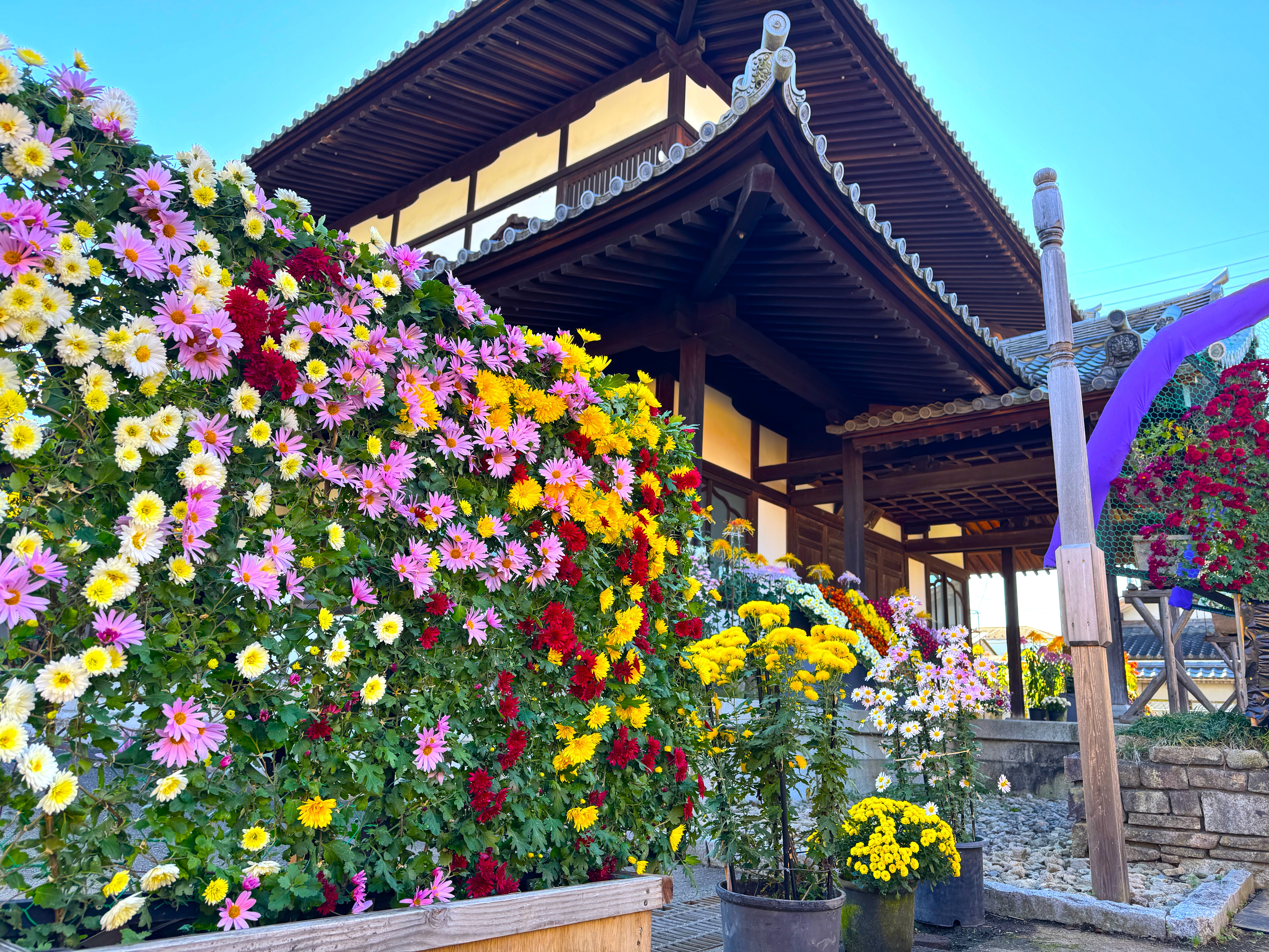 開花状況 2025年11月19日 | 笠間観光協会公式ホームページ