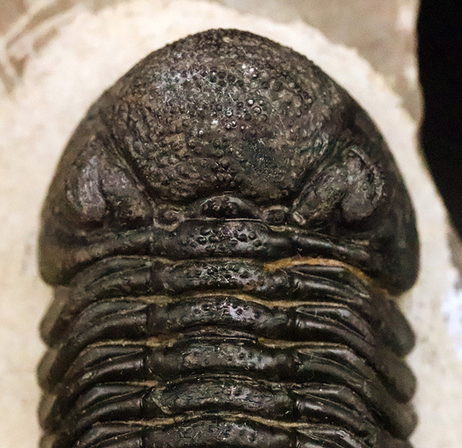 ご好評をいただいております、モロッコ産・高品質三葉虫シリーズの一角