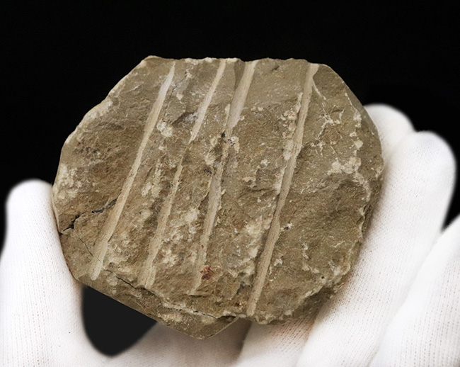 ダイナミックなポーズが印象的！細部まで精緻にクリーニングされた三