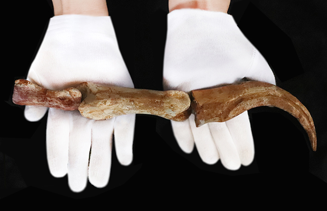 恐竜化石コレクター垂涎の逸品！コレクション価値を飛躍的に高める