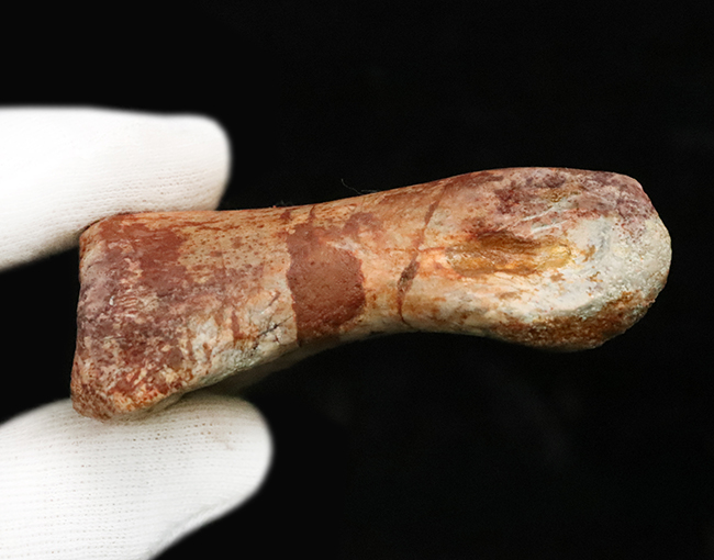 恐竜化石コレクター垂涎の逸品！コレクション価値を飛躍的に高める