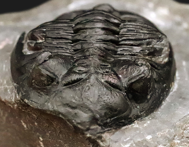 デボン紀の名作三葉虫 … モロッコ産ホラルドプス、精緻な複眼と力強い