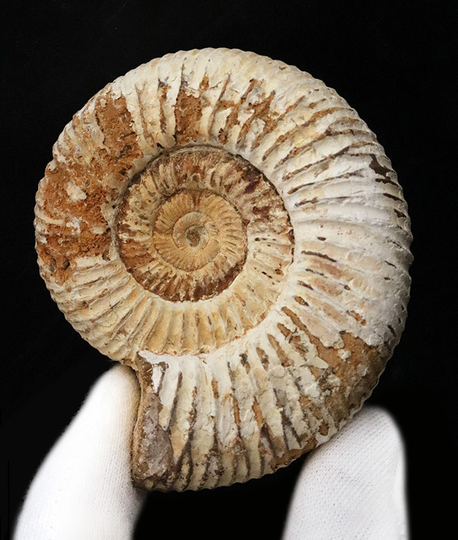 良形！マダガスカル産のジュラ紀のアンモナイト、ペリスフィンクテス