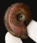 アンモナイト、化石の通販・販売｜厳選した本物のアンモナイト標本