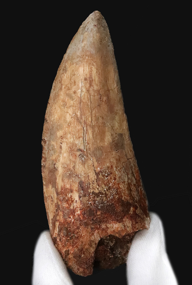 これこそ巨大歯！ 長く、そして太い！ この迫力の前では、他の存在が霞