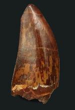 カルカロドントサウルス、化石の通販・販売｜厳選した本物のカルカロ