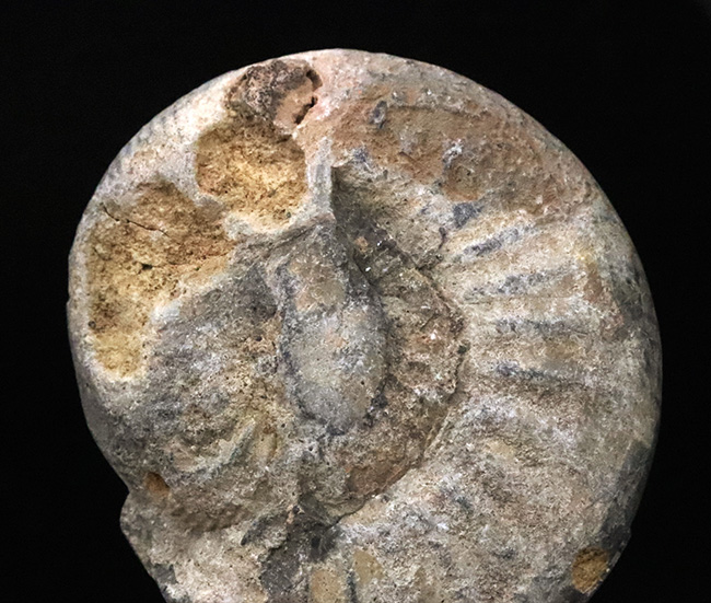 ナチュラル感あふれる、モロッコ産・白亜紀のアンモナイト（Ammonite