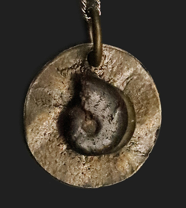 モロッコ産アンモナイト（Ammonite）をあしらった、渋さが際立つ