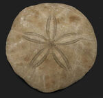 ウニ、化石の通販・販売｜厳選した本物のウニ標本 | 化石セブン