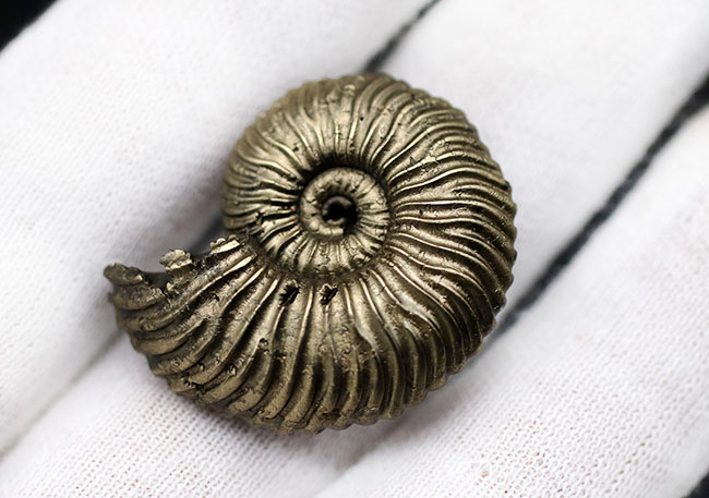 全体が黄鉄鉱によって置換された美しいアンモナイト、クエンステッド