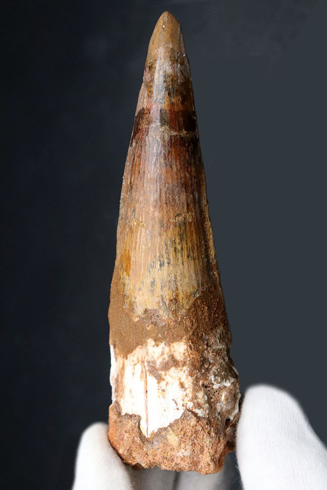 これぞ巨大歯化石、長い！太い！長辺計測115ミリ、周長113ミリに