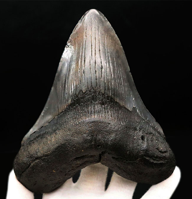 必見！メガサイズ！長い方の辺に沿って17センチを超える、文字通り