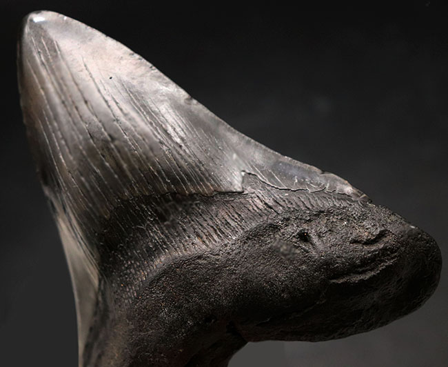 必見！メガサイズ！長い方の辺に沿って17センチを超える、文字通り