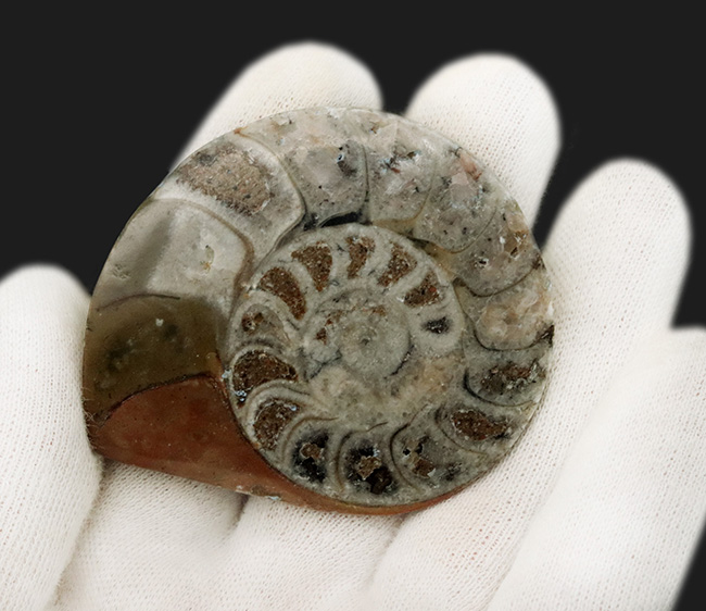表面滑らか仕上げ！オウムガイの特徴を持つ面白いアンモナイト
