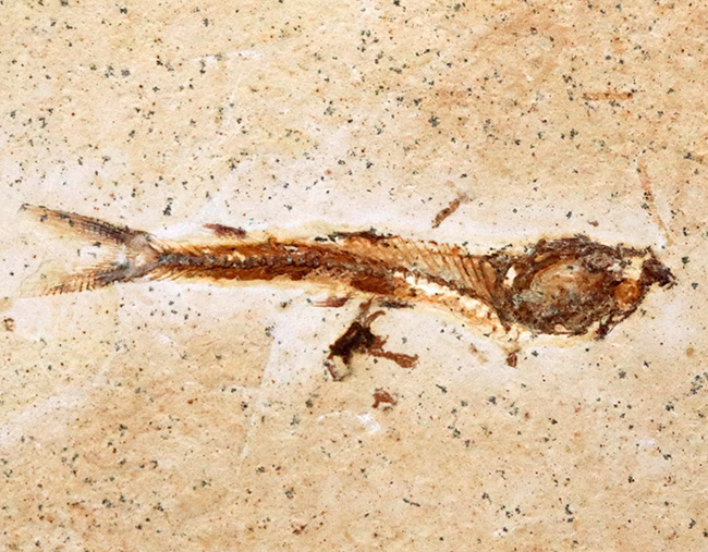 ブラジルの白亜紀の地層から発見された、降海性の古代魚、ダスティルベ