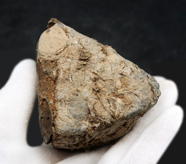 国産化石マニアックシリーズ！岐阜県福地層から採集された古生代デボン