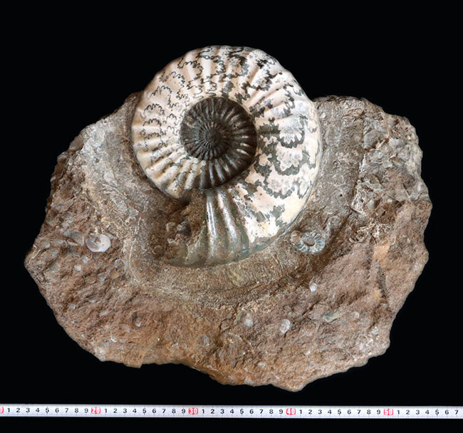 立派なサイズ、極めて良質な保存状態、美しい縫合線、母岩付き、など