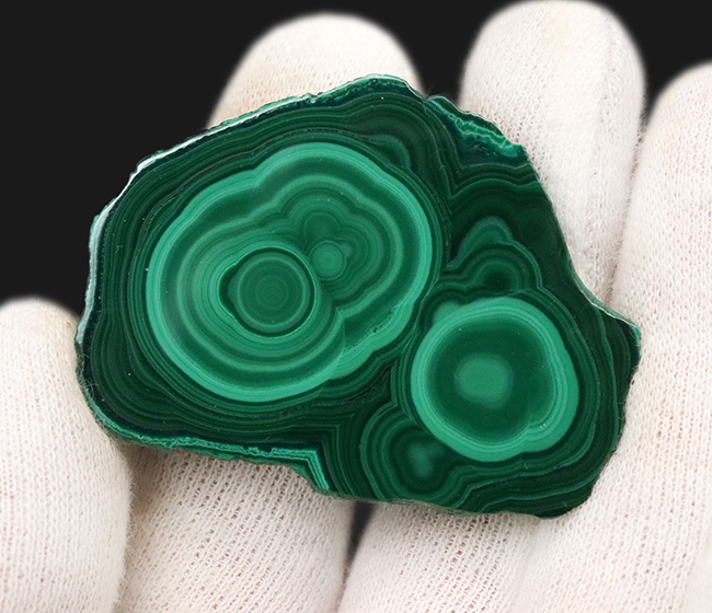 孔雀の羽のような円環模様が特徴！目のさめるような緑を呈する美しい