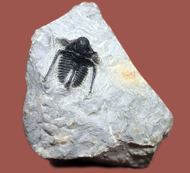 特徴的な3本の棘で知られるモロッコ産三葉虫キファスピスの上質標本