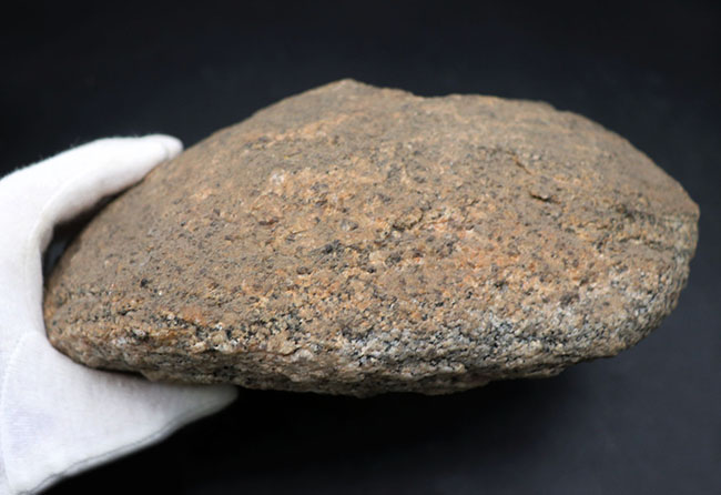 64年前に昭和基地近くで採取された南極の石。研究機関により長らく