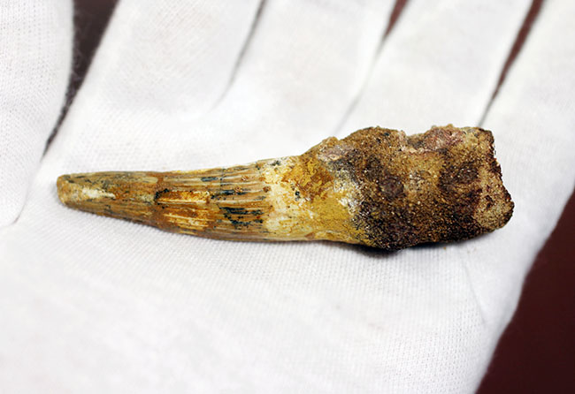 古代に思いを馳せよう！本物の恐竜スピノサウルスの歯化石