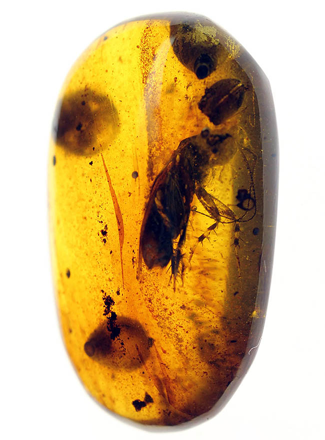 貴重な恐竜時代の虫入り琥珀、ビルマ琥珀。 化石 販売