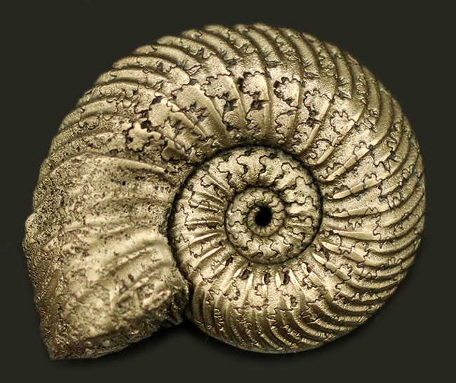 べストクオリティ！ロシア産の黄鉄鉱化アンモナイト、クエンステッド