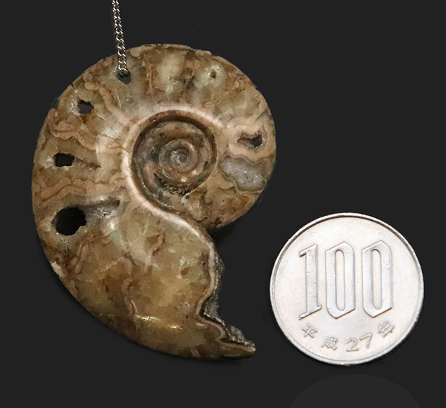 悠久の時を、あなたの日常に。大切な方へのプレゼントにもおすすめ