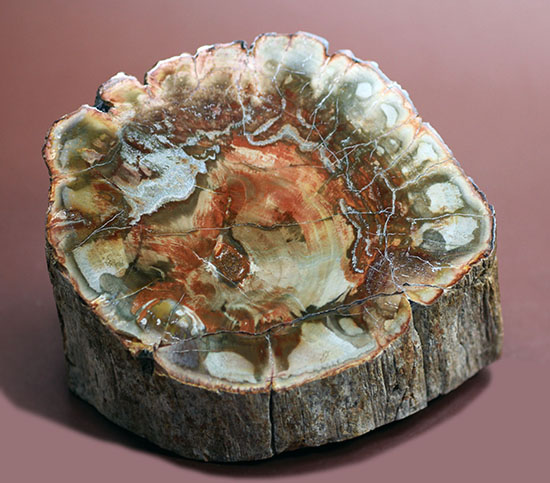 2億年超前の木化石が鮮やかに現代に現れました！両面ポリッシュで2面