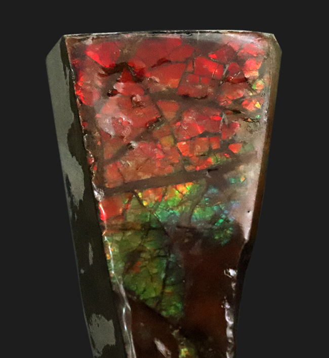 素晴らしいプレイオブカラーが楽しめる、化石と宝石の狭間に生まれた