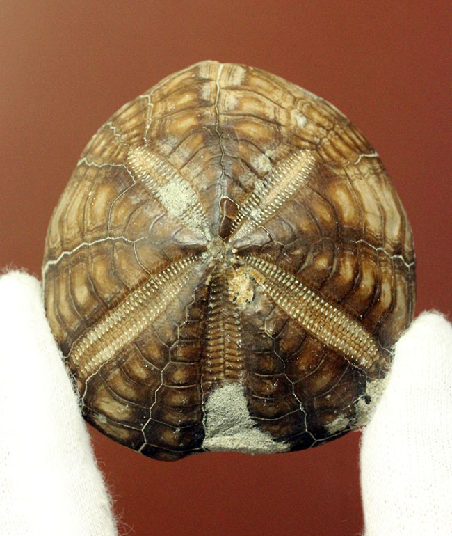 北海道産のウニの化石、珍妙な名前にご注目、トクナガムカシブンブク