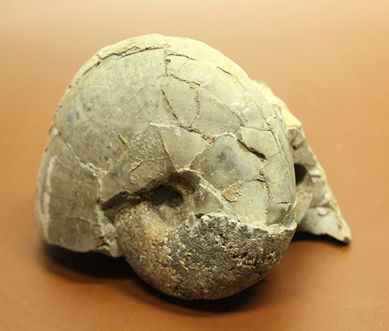 にわかにはその価値が分からない化石。二本木コレクション。国産