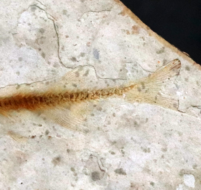 恐竜時代の絶滅古代魚、中国遼寧省産のリコプテラ（Lycoptera）の化石