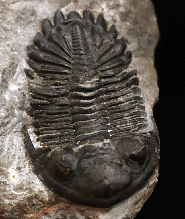 モロッコ産デボン紀の三葉虫、ホラルドプス・ハイフィンケリ