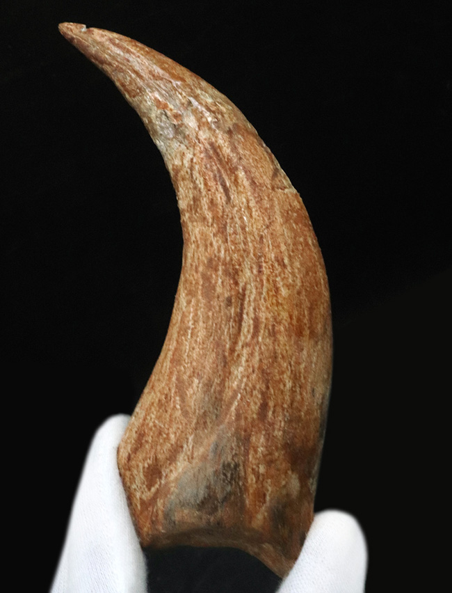 メガサイズ！保存状態良好！白亜紀後期のアフリカの湿地帯の頂点捕食者