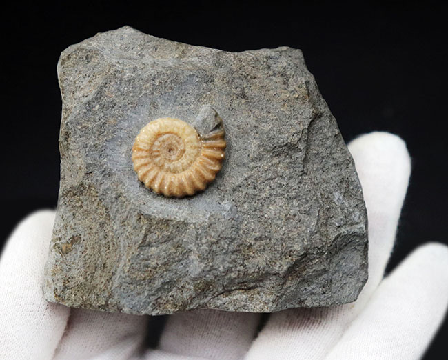 全体がメノウ化していて美しい！母岩とのバランスが絶妙な