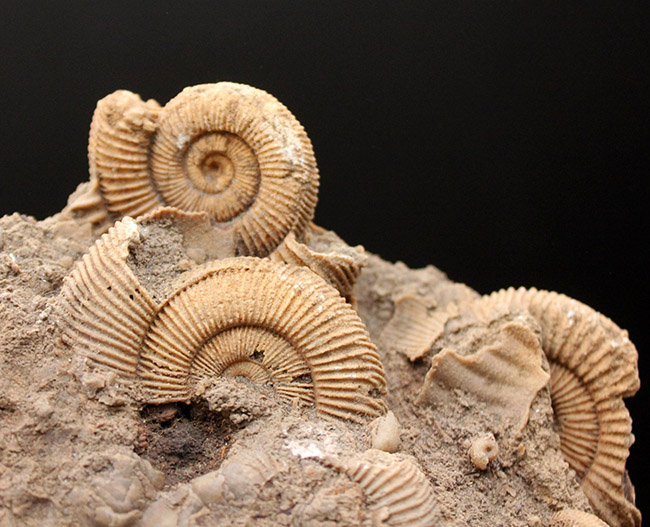 人気！ジュラ紀ドイツ産ダクチリオセラス（Dactylioceras sp.）の群集