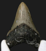 メガロドン、化石の通販・販売｜厳選した本物のメガロドン標本 | 化石