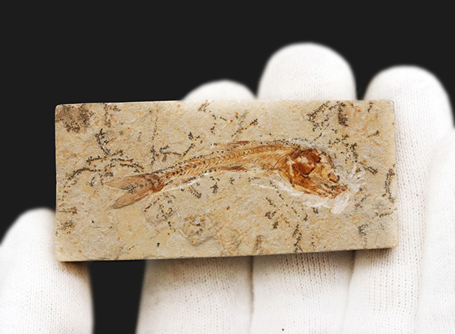 恐竜時代の絶滅古代魚、ダスティルベの全身化石 化石 販売